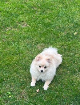 Zwergspitz/ Hund - Taunusstein