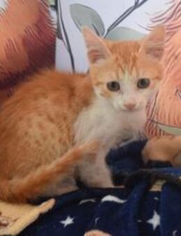 Leo wurde mit seinem Bruder gerettet - Augsburg