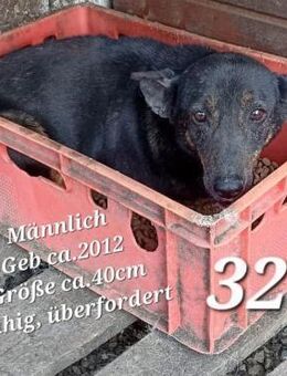 Notfall! Alter karlchen sucht! - Teisnach