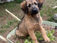 Foxy sucht ihre für immer Familie! - Krefeld