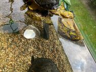 Suche neues Zuhause für meine beiden Florida-Rotbauch-Schmuckschildkröten - Eckernförde
