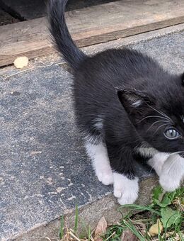 Welpen Katzen - Bonn Auerberg