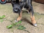 Husky Aussiedor Welpen ( 1 Rüde + 1 Weibchen) - Dillingen (Saar) Zentrum