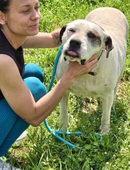 Liebevoller MAX verdient ein Zuhause♥️🙏 - München
