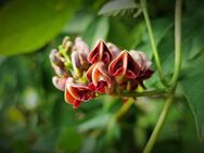 Erdbirne (Apios americana) - Essbare Knollen, Tolle Blüten! - Biedenkopf