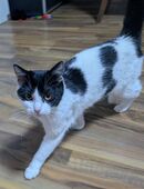 Maine Coon Mix in 58453