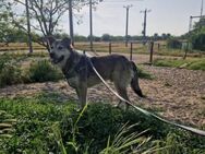 Strolch; freundlicher Steppenwolf - Geilenkirchen