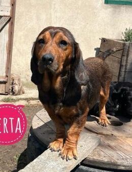 Berta eine kleine Knutschkugel - Flörsheim-Dalsheim