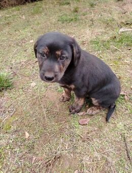 Brownie sucht seine Familie - Berlin