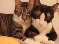 😺 🐾 Brüder 💙 Toby & Tomi 🐾😺 - Eislingen (Fils)