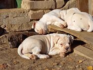 Bulldogge Mix Welpen - Waldheim