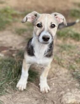 Zauberhaftes, liebes Welpenmädchen Paki - Kallmünz