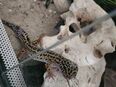 Leopardgecko Weibchen in 55130