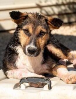 Rixa Zauberhafte Junghündin 💛 - München