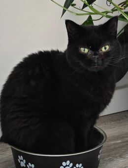 Kleine 5-jährige Katze – geimpft & gechippt – sucht dringend neues Zuhause - Lübeck