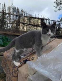 Davidson, verschmustes Katerchen, ca.10M - Vaterstetten