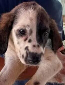 SAX - einfach zum Verlieben - Regensburg