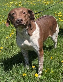 Bodri- ein Traumhund zum Verlieben - Schlitz