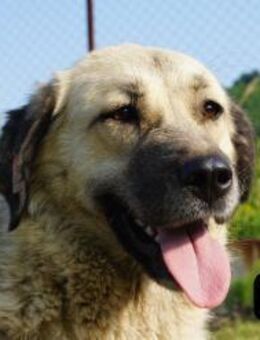 Munira junge Hündin mit Format! - Kissing