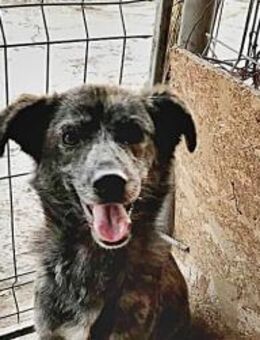 Hope, unsicher - Bonndorf (Schwarzwald)