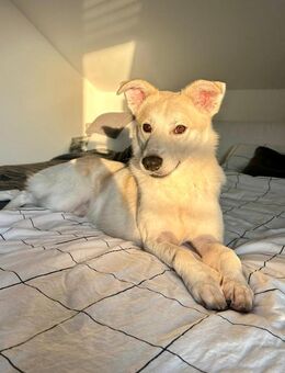 Lino, gelehrig, verspielt, gut verträgl. - Alfdorf