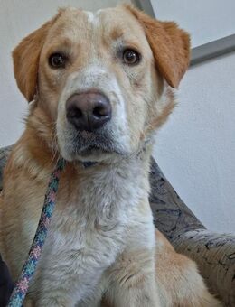 Zauberhafter Harry - Itzehoe