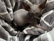 Canadian Sphynx Kitten Junge - Köln Zentrum