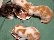 Diese 3 süßen Organe/weiße Kater suchen ein für immer Zuhause - Cuxhaven