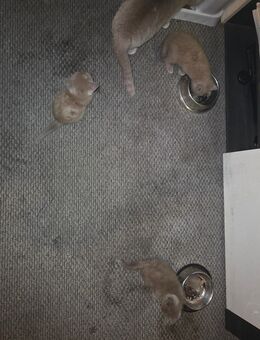 BKH Kitten Buben Grey Reinrassig - Cappeln (Oldenburg)