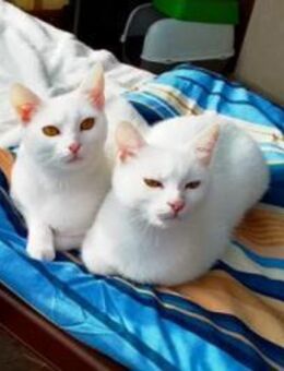 Frea und Gizele warten schon so lange! - Ingolstadt