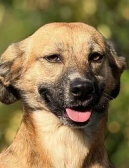 KIWI sucht Familienmitglied - Gefrees