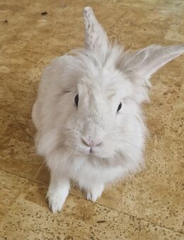 Snow sucht ein neues Zuhause - Jena