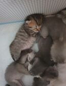 2 weibl BKH Kitten tabby silver shaded reinrassig in 42579