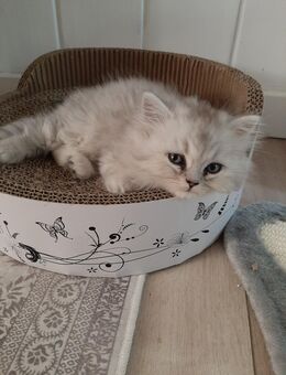 BLH Kater in Silver Tabby - Heldrungen