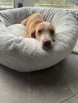 🩷Lani🩷 sucht ihre Menschen🐾💗 - Freilassing