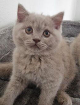 Bkh kitten - Singen (Hohentwiel)