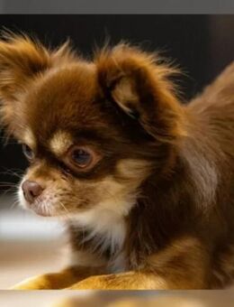 Reinrassige Chihuahua Welpen - Bad Oeynhausen Eidinghausen