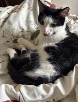 Babybat - ein Engel von dreien - Rambin