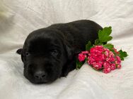 Reinrassige Labrador Welpen aus der Arbeitslinie - Waldeck (Hessen)