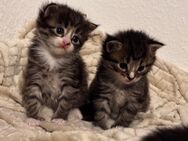 Reinrassige Maincoon Kitten - Wittmund
