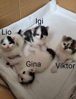 Kitten/Katzenbabys suchen schönes Zuhause - Reutlingen