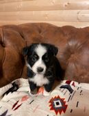 Miniature Australian Shepherd Welpen in 45529