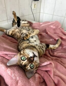 Bengal Kater Bali - Berlin Spandau