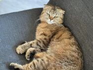 Hanuta sucht ein liebevolles Zuhause - Hürth