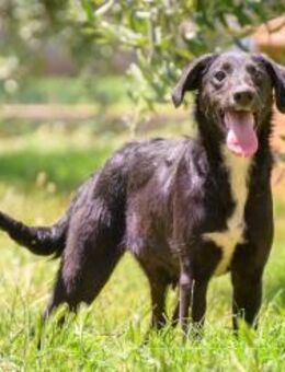 Süße Julianna sucht ihre Familie - Weilheim (Oberbayern)