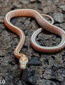 Amber Tessera in 58332