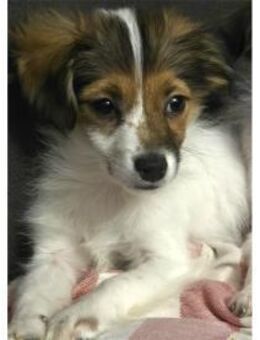 Lissie - wartet in 97440 Werneck - Oberwies