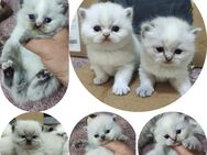BKH Ragdoll Kitten mit Zubehör - Burscheid