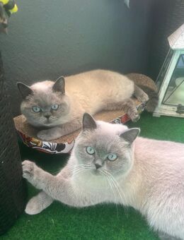 Katzen BluePoint - Düsseldorf