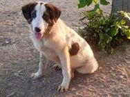 BALDUR - lebhafter Hundebub sucht Heim - Aerzen